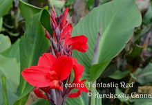 Load image into Gallery viewer, canna &#39;Fantastic Red&#39;