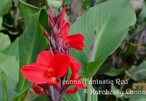 canna 'Fantastic Red'