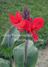 Load image into Gallery viewer, canna &#39;Fantastic Red&#39;