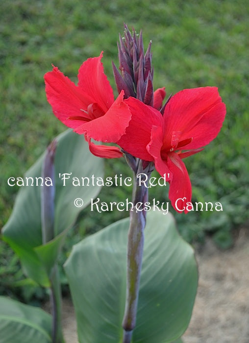 canna 'Fantastic Red'