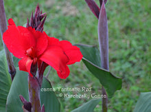 Load image into Gallery viewer, canna &#39;Fantastic Red&#39;