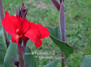canna 'Fantastic Red'