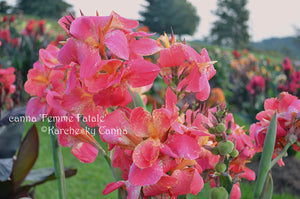 canna 'Femme Fatale'