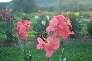 canna 'Femme Fatale'