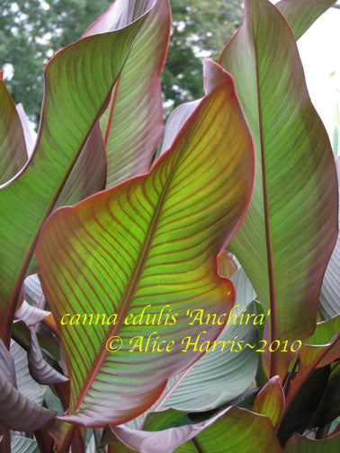 canna 'Anchira' – South Ridge Farm & Botanic Gardens