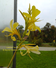 Load image into Gallery viewer, canna &#39;Glauca&#39;