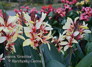 canna 'Gravitas'