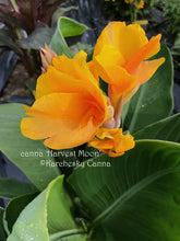 Load image into Gallery viewer, canna &#39;Harvest Moon&#39;