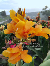 Load image into Gallery viewer, canna &#39;Harvest Moon&#39;