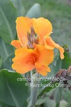 Load image into Gallery viewer, canna &#39;Harvest Moon&#39;