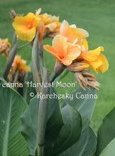 Load image into Gallery viewer, canna &#39;Harvest Moon&#39;