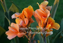 Load image into Gallery viewer, canna &#39;Harvest Moon&#39;