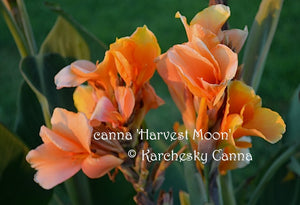 canna 'Harvest Moon'