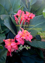 Load image into Gallery viewer, canna &#39;Hotsie Totsie&#39;