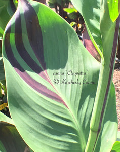 canna 'Cleopatra Variegated'