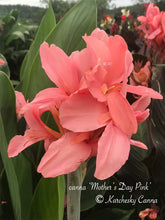 Load image into Gallery viewer, canna &#39;Mother&#39;s Day Pink&#39;
