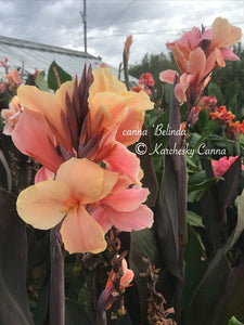 canna 'Belinda'
