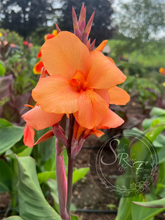 Load image into Gallery viewer, canna &#39;Cheyenne&#39;