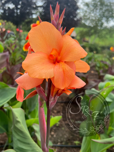 canna 'Cheyenne'