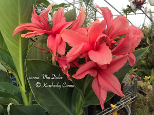 canna 'Mia Dolce'
