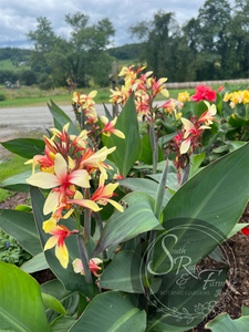 canna 'Gravitas'