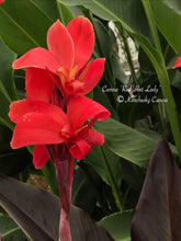 Load image into Gallery viewer, canna &#39;Red Hat Lady&#39;