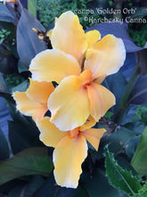 Load image into Gallery viewer, canna &#39;Golden Orb&#39;