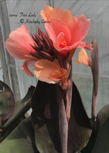 Load image into Gallery viewer, canna &#39;First Lady&#39;