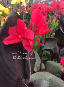 canna 'Kismet'