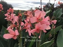 Load image into Gallery viewer, canna &#39;Thai Princess&#39;