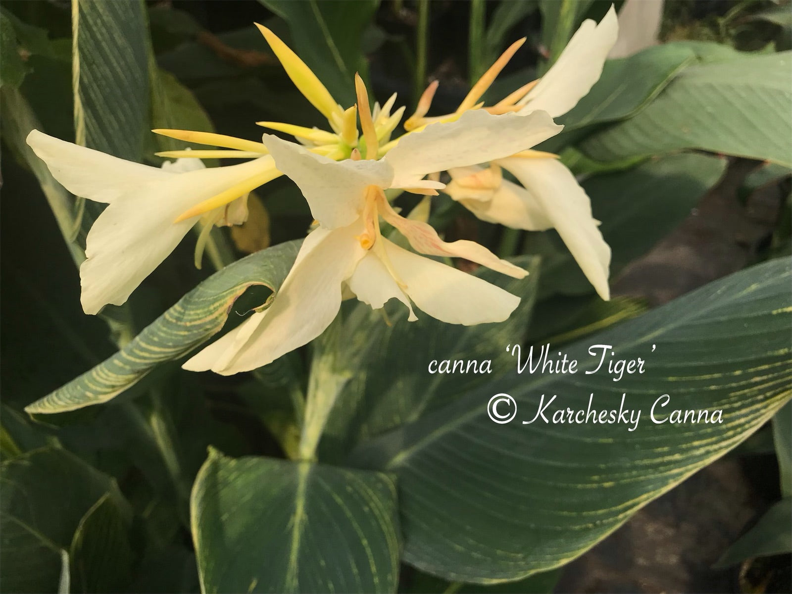 white tiger canna lily canna 'White Tiger' – South Ridge Farm & Botanic Gardens