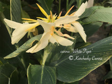Load image into Gallery viewer, canna &#39;White Tiger&#39;