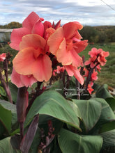 Load image into Gallery viewer, canna &#39;Strawberry Delight&#39;