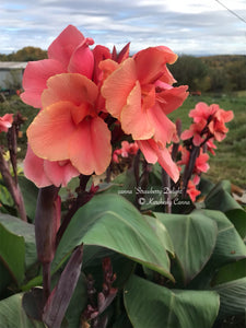 canna 'Strawberry Delight'