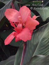 Load image into Gallery viewer, canna &#39;Henry Cuban&#39;