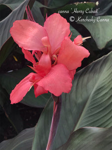 canna 'Henry Cuban'