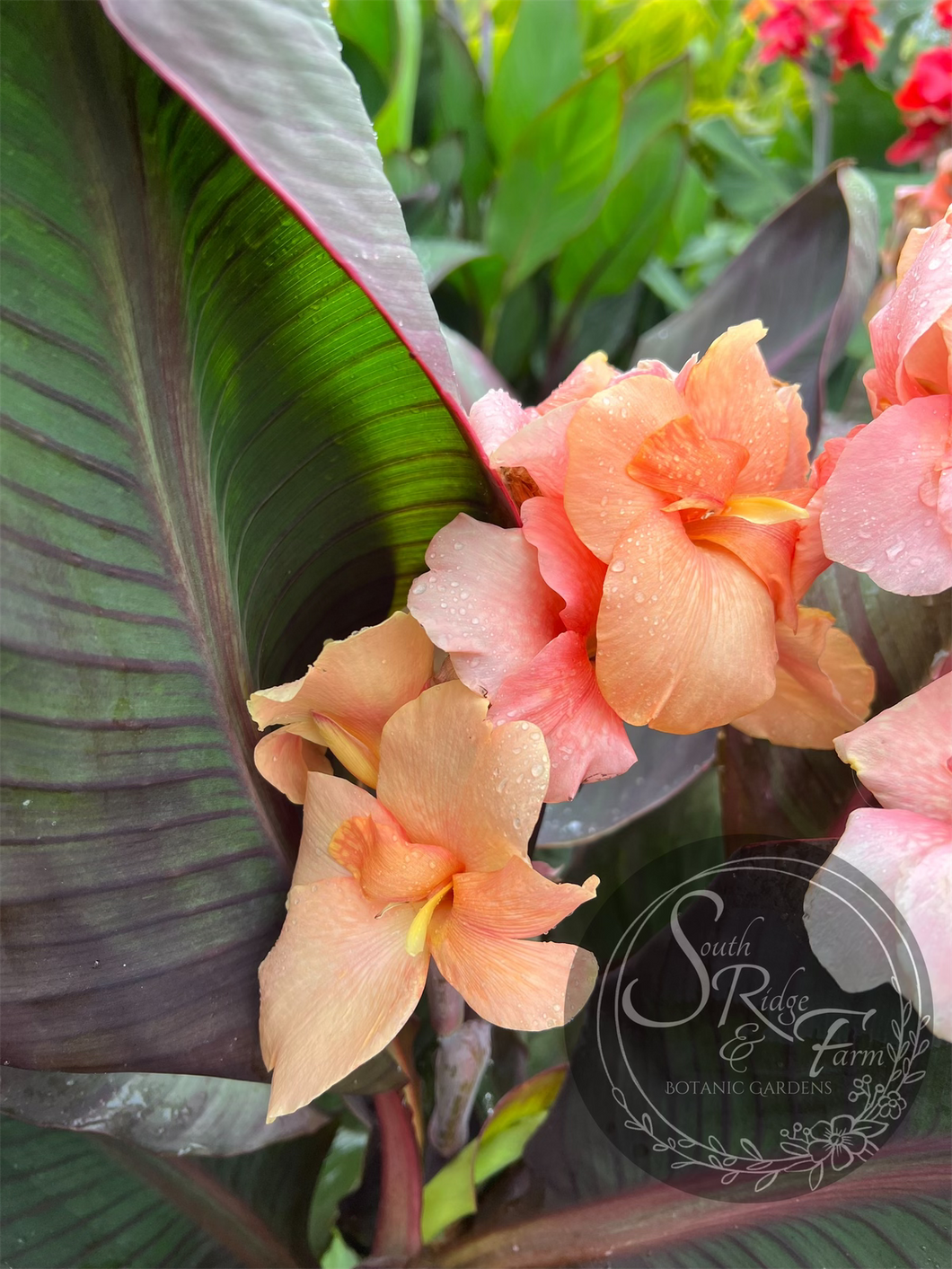 canna ‘Amazing Grace '