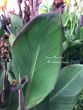 Load image into Gallery viewer, canna &#39;Mon Cher&#39;