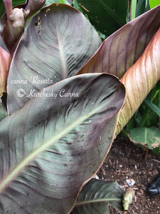 canna 'Rosetta'
