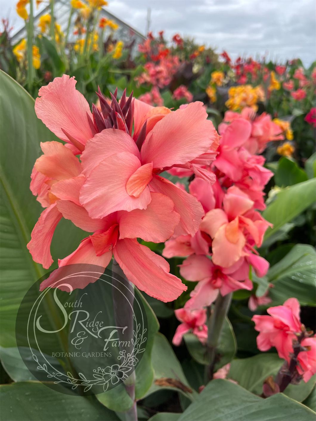 canna 'Chinese Coral'
