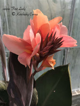 Load image into Gallery viewer, canna &#39;First Lady&#39;