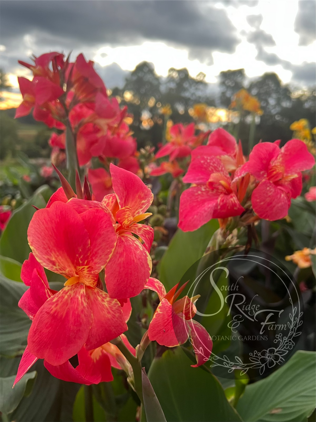 canna 'Femme Fatale'