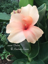 Load image into Gallery viewer, canna &#39;Chelsea&#39;