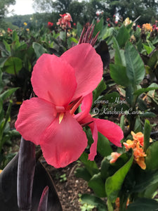 canna 'Hope'