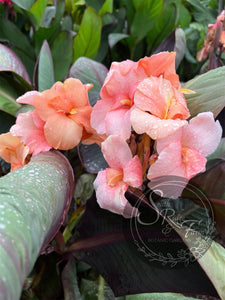 canna ‘Amazing Grace '
