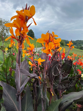 Load image into Gallery viewer, canna &#39;Pacific Beauty&#39;