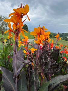 canna 'Pacific Beauty'