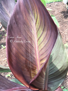 canna 'Hope'