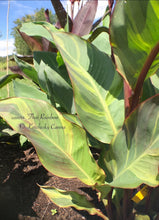 Load image into Gallery viewer, canna &#39;Thai Rainbow&#39;