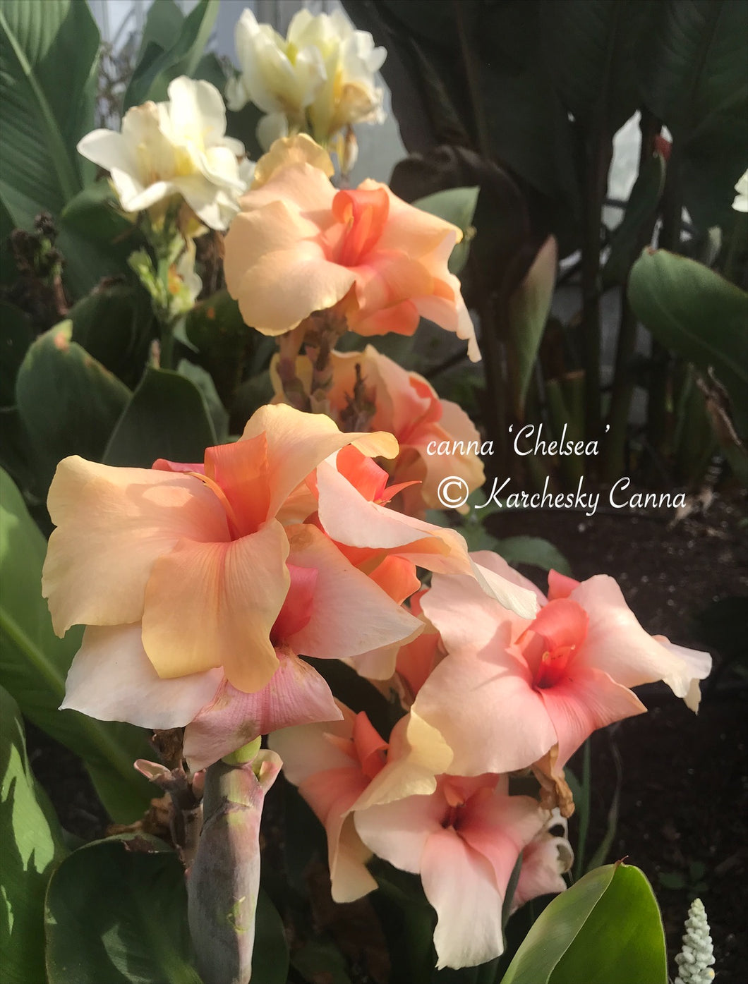 canna 'Chelsea'